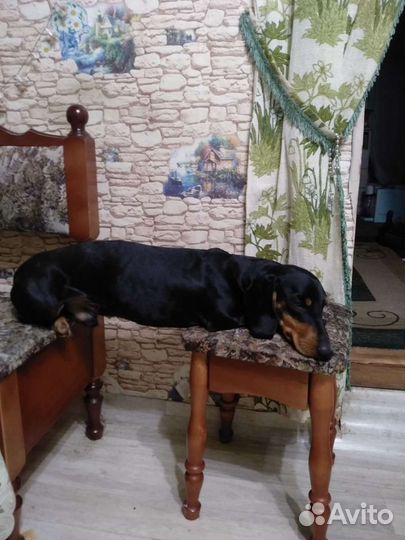 Щенки таксы