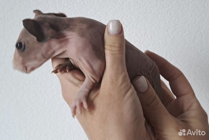 Морская свинка скинни