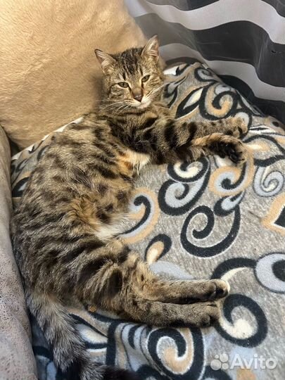 Кошечка ищет дом