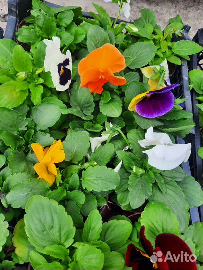 Рассада виолы