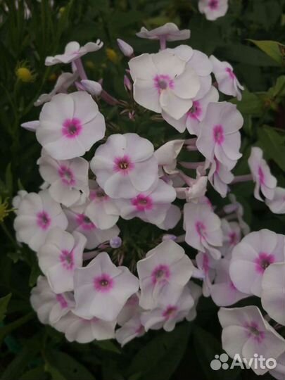 Флоксы многолетние