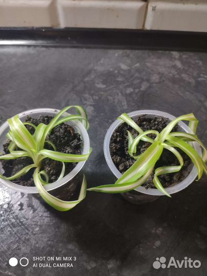 Комнатные растения цветы