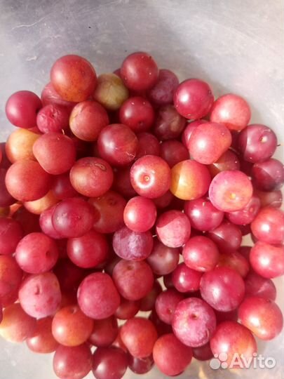 Продам сливу