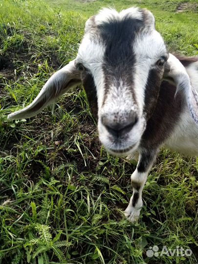 Нубийский и альпийский козел вязка