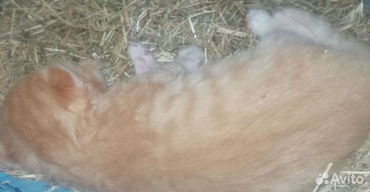 Маленькие котятки ищут будущий дом