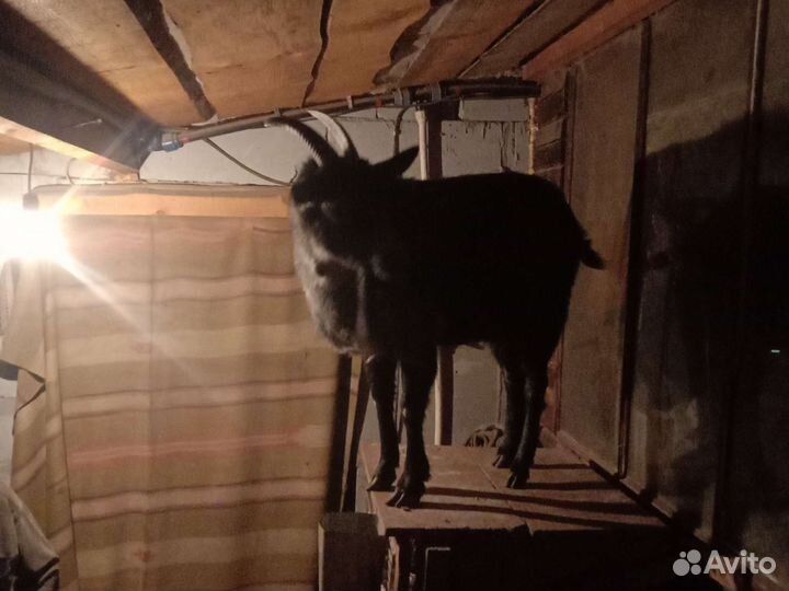 Козлушка