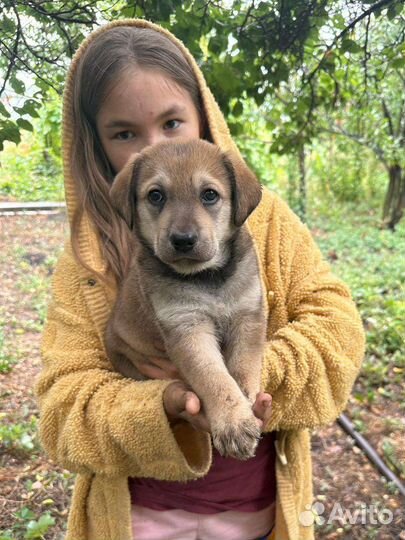 Щенки лабрадора