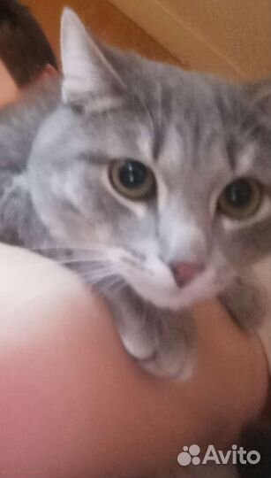 Кот в дар