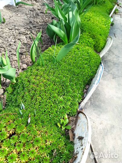 Камнеломка