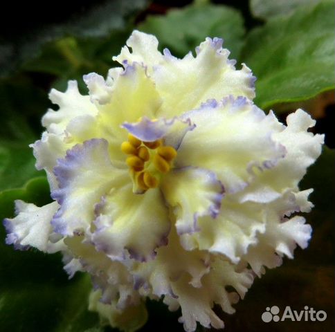 Сортовые фиалки, более 100 сортов