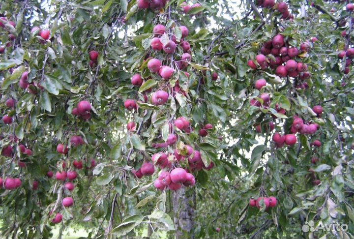 Яблоня декоративная Недзвецкого, Ред Сентинел