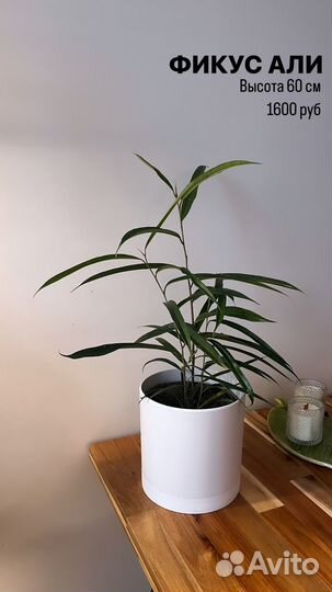 Растения комнатные: драцена, лирата