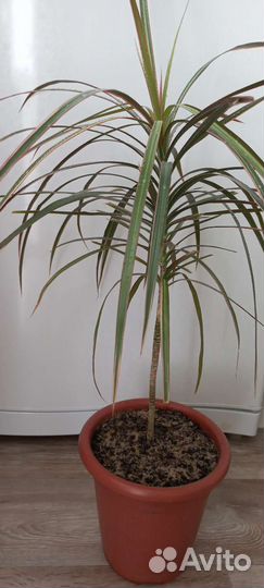 Драцена маргината биколор