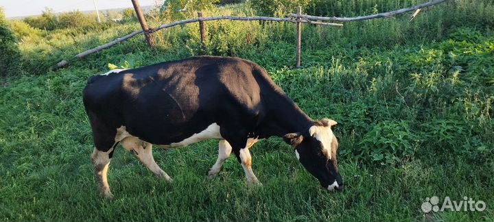 Коровы высокоудойные