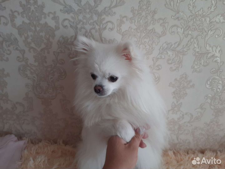 Немецкий малый шпиц