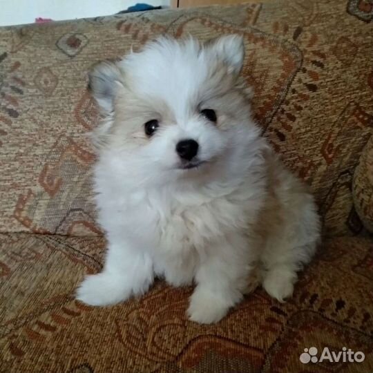 Мальчик шпиц уникальной окраски
