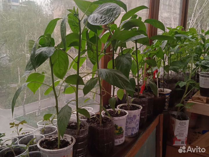 Рассада томатов, перцев и другое