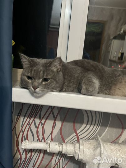 Котик в добрые руки