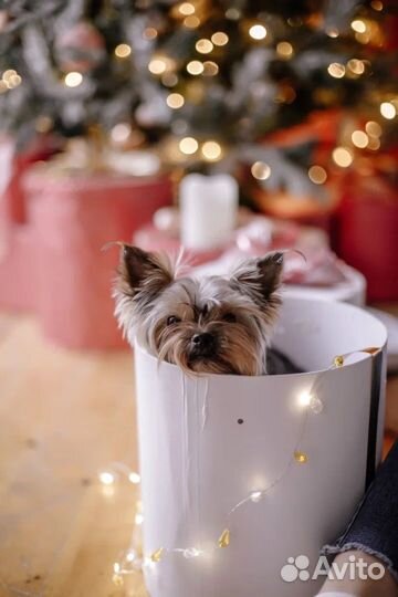 Вязка (Йоркширский терьер мини)