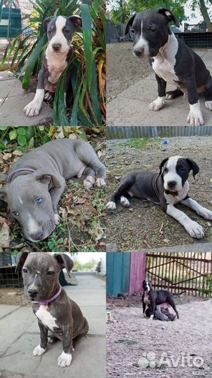 Щенки питбуля