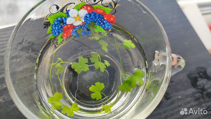 Аквариумные растения