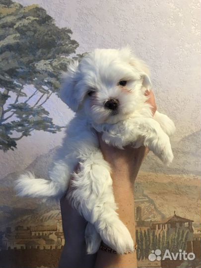 Щенки мальтезе