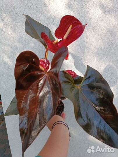 Антуриум Деликата