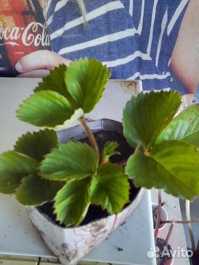 Рассада клубники