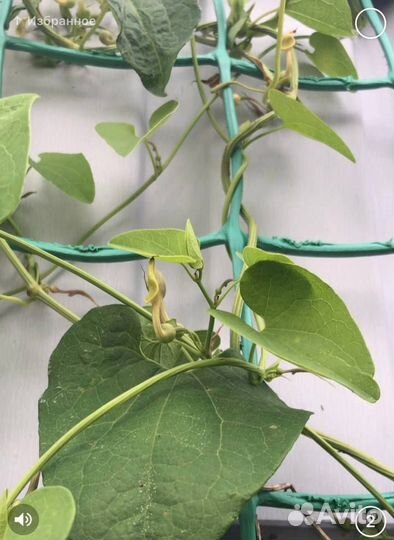 Кирказон скрученный/Аристолохия скрученная
