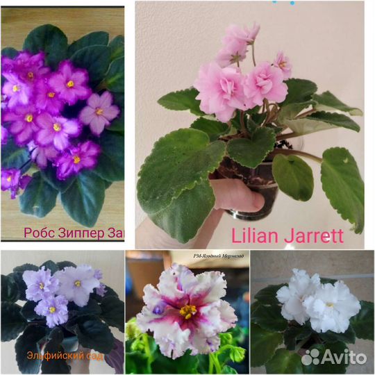 Фиалка сортовые