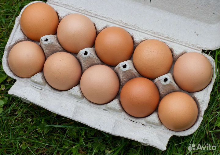 Домашние куриные яйца