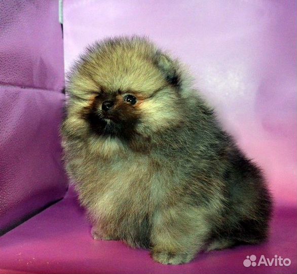 Померанский шпиц,кукольные щенки с документами