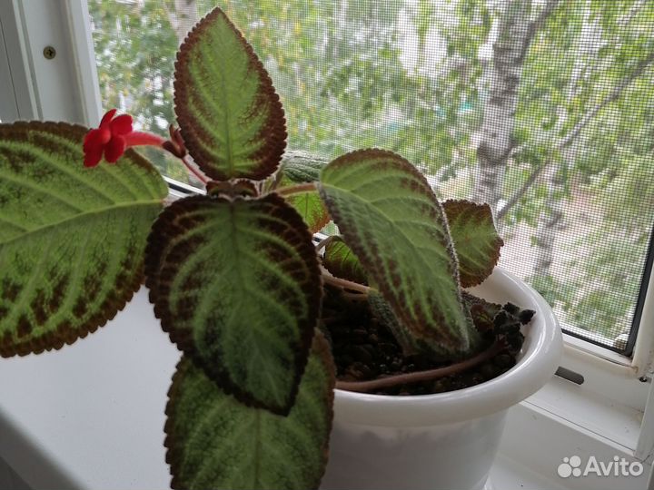 Глоксиния цветущая