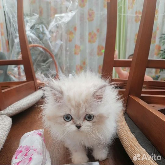 Персидские котята