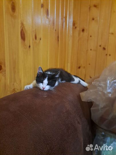 Кошка в дар