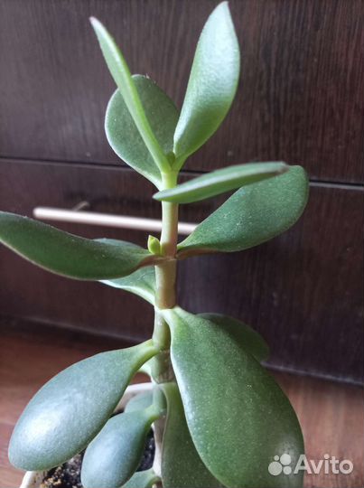 Денежное дерево (толстянка)