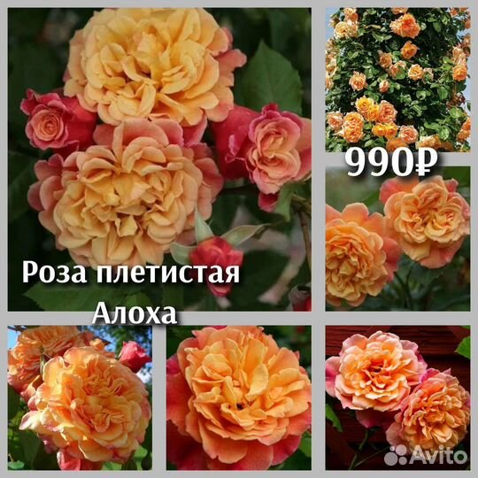 Роза плетистая