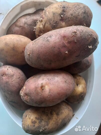 Продам картофель