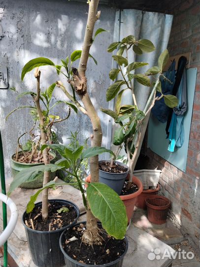 Бругмансия