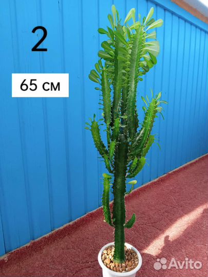 Молочай трехгранный