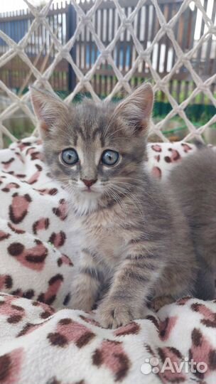 Кошка. Котёнок. Котята