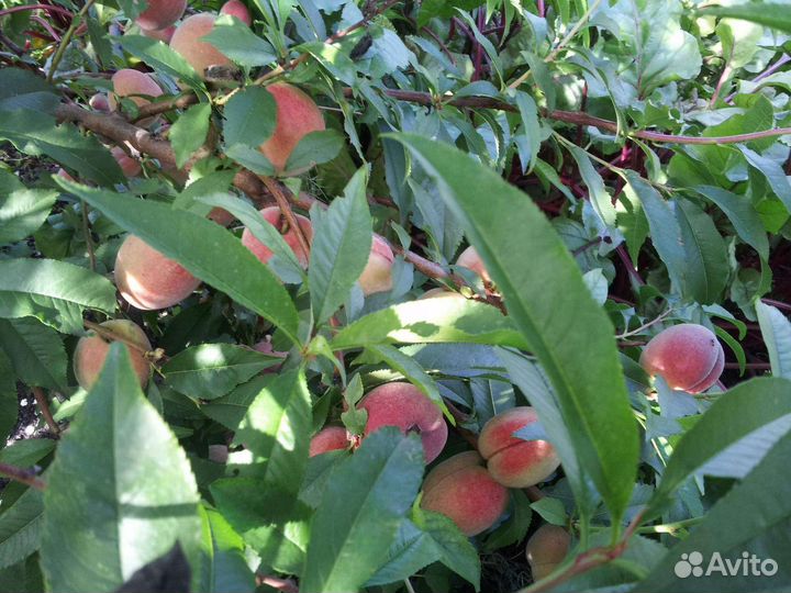 Персик Памяти Бубновского