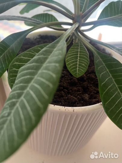 Кашпо горшок для цветов