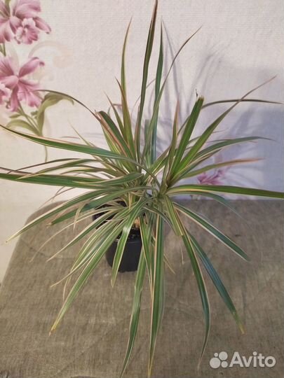 Драцена трехцветная