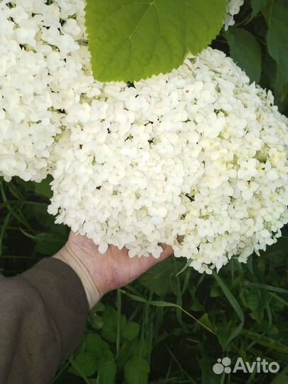 Гортензия