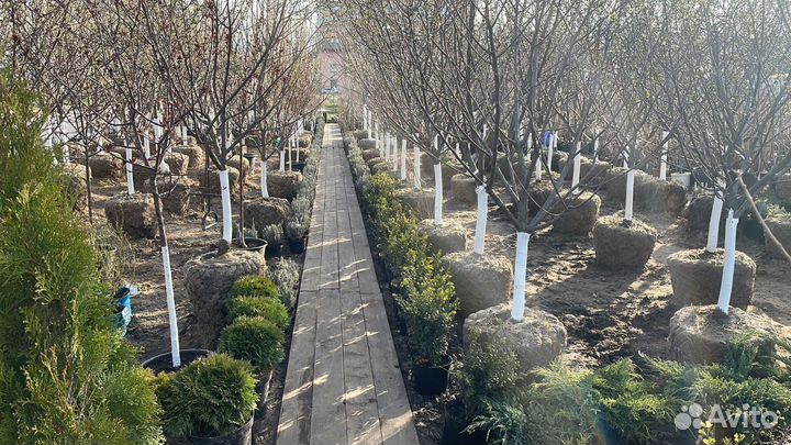 Саженцы Яблоня Штрифель