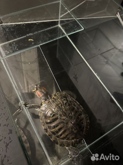 Красноухая черепаха