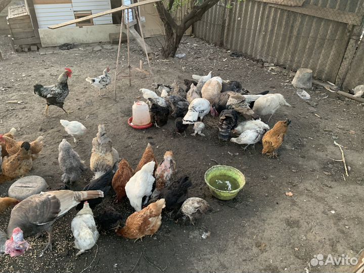 Куры Индюки