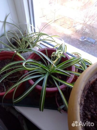 Хлорофитумы и их детки