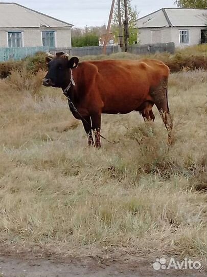 Молоко мелким оптом